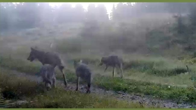 Vilka individer som står för tillökningen i Långbogen vet man först efter inventeringssäsongen.