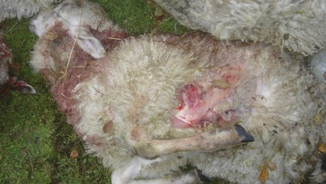 En period med många fårangrepp på kort tid låg bakom beslutet om skyddsjakt.