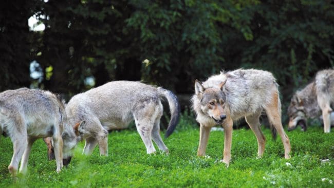 I slutet av sommaren blev vargnärvaron allt påtagligare och sedan dess har Irene Frank fotograferat djuren vid flera tillfällen.