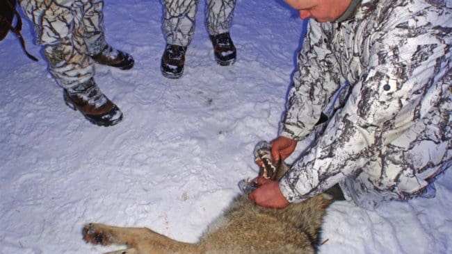 Med tidigarelagd vargjakt skulle färre hundar dö och skadas i samband med angrepp. (arkivbild)