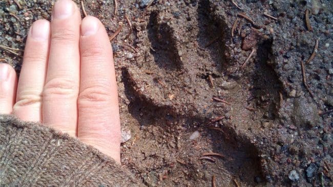 Länsstyrelsen i Uppsala län avvaktar svar från dna-prover inför beslut om eventuell skyddsjakt.