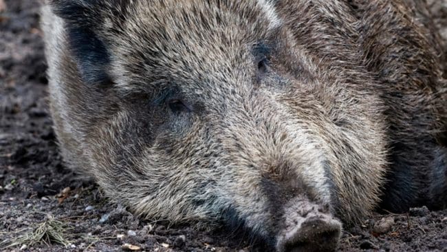 Anmälaren påträffade slaktrester efter vildsvin och rådjur nära sitt hem.