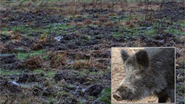 Vildsvinens framfart är inte bara negativt för markägare, det påverkar även klimatet.
