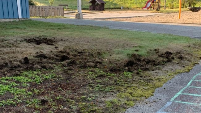 Några av de nordligaste spåren av vildsvin kan ha upptäckts i Härnösand, Västernorrland.