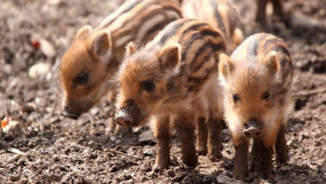 Ett virus som orsakar skaksjuka är spritt både bland vildsvin och tamgrisar.