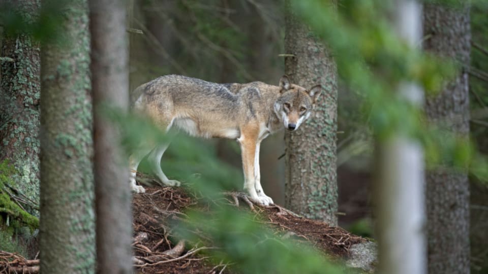 Nytt vargangrepp i Skåne länsstyrelsen flaggar för skyddsjakt Jakt