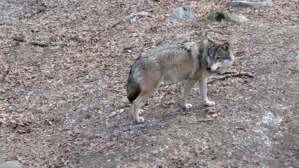 Bilist Körde På Skånsk Varg - Jakt & Jägare