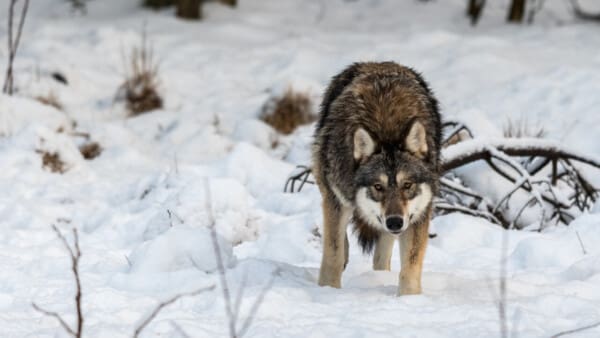 Varg I Valdemarsvik - Jakt & Jägare