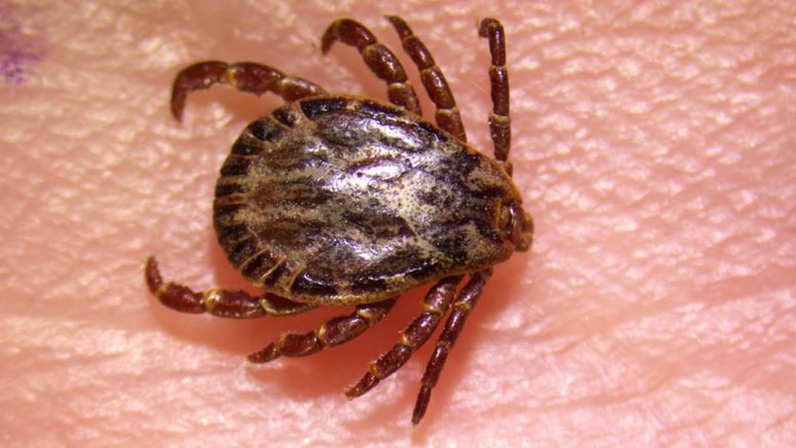 New strange species of ticks discovered in Sweden