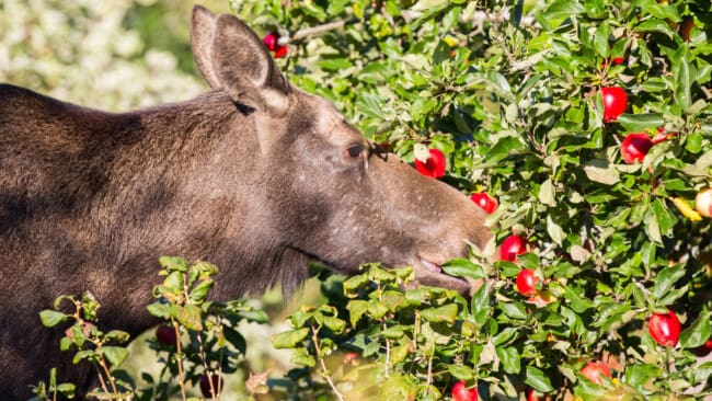 Älgko äter röda äpplen från äppelträd.