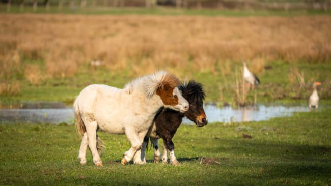Två shetlandsponnys på en äng.