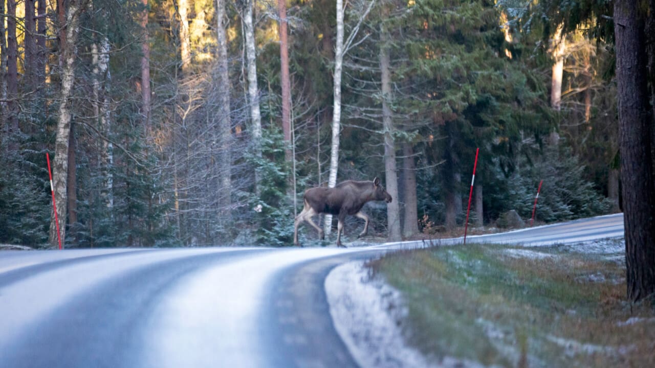älg på vinterväg