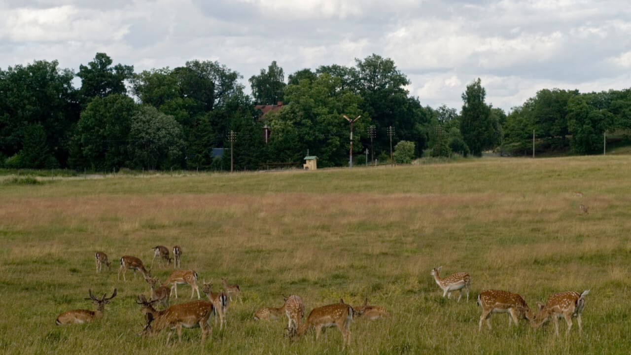 Dovhjortar i reservatet i Mariefred.