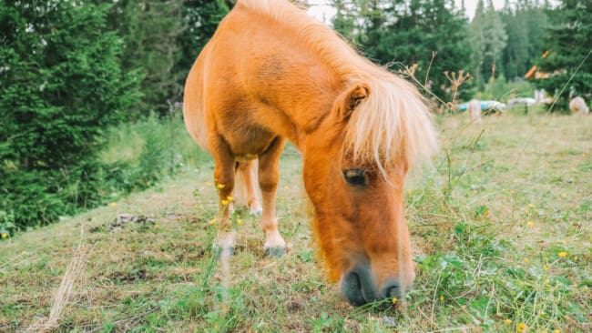 miniponny som betar gräs