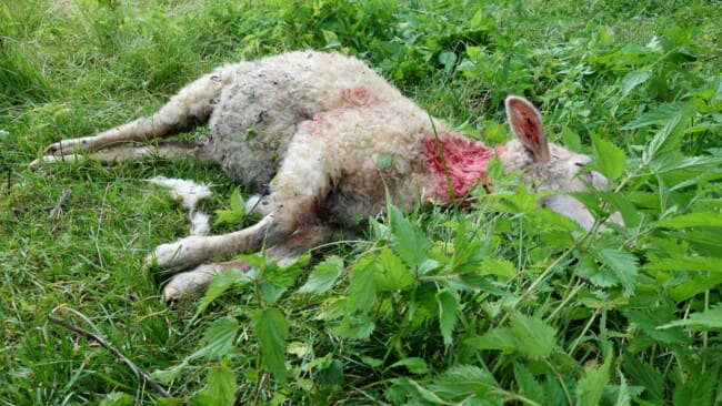 Ett vargdödat får på en grön äng.