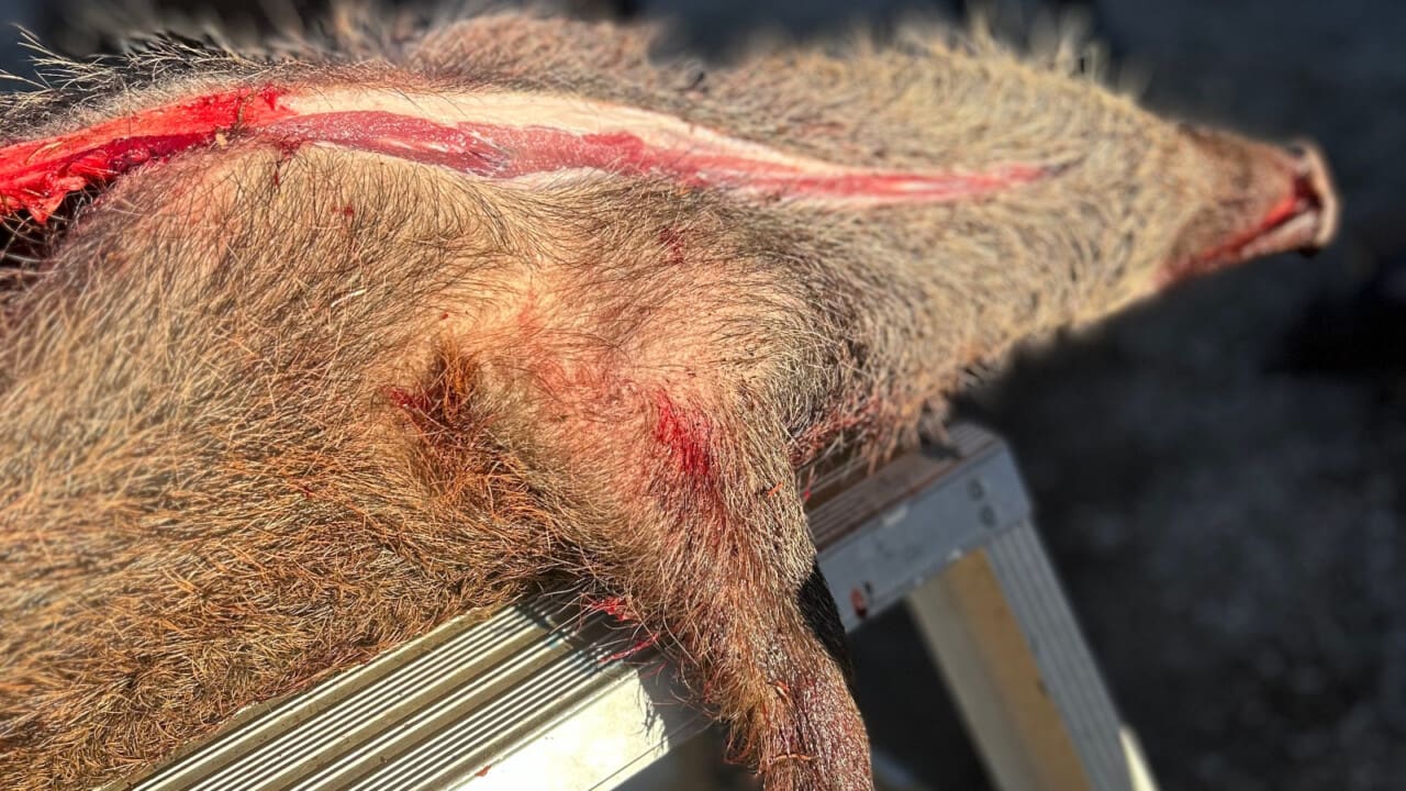 ett vildsvin ska styckas