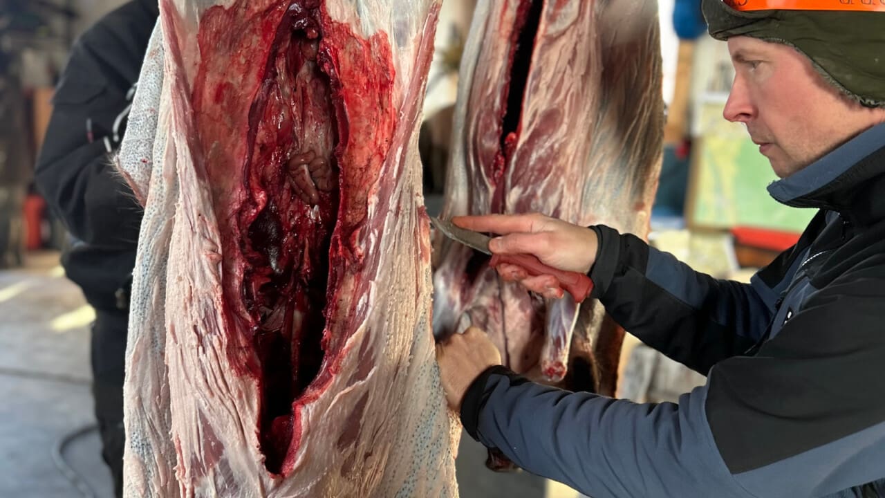 En man styckar vildsvin.