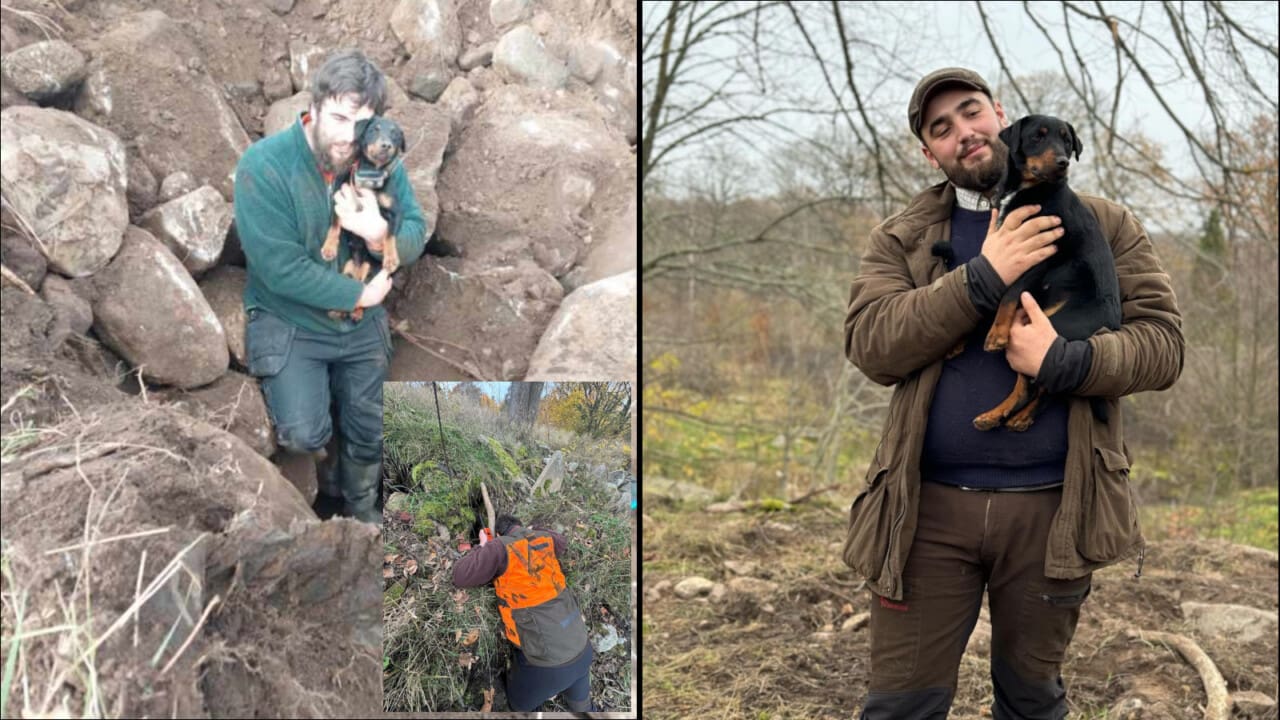 Fotomontage räddning av jaktterriern Fancy.