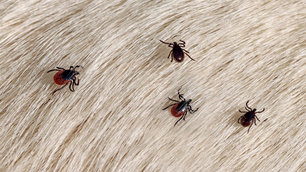 Rapportera de små krypen till SVA.