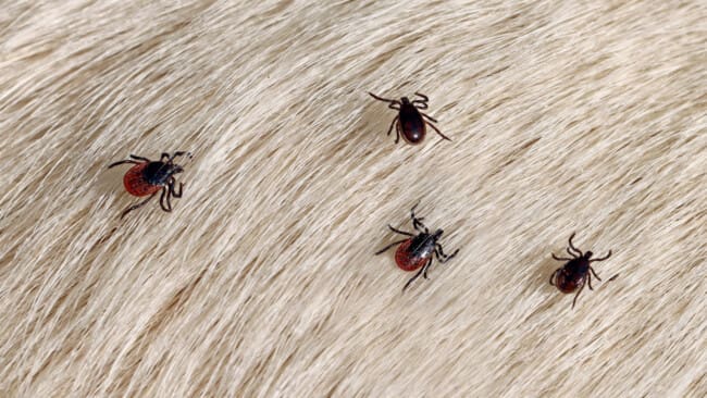 Rapportera de små krypen till SVA.